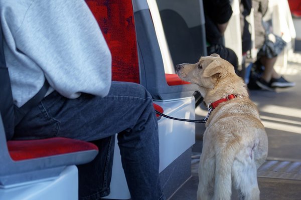 Comment partir en voyage avec son chien ?