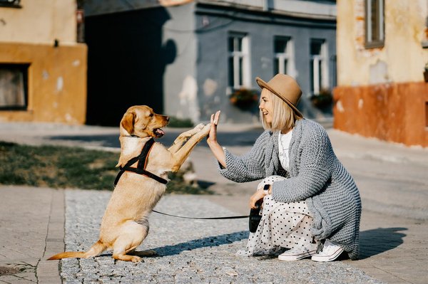 Comment voyager avec un chien en France ?